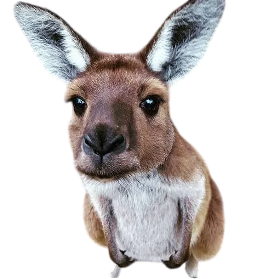 Kangaroo photo after background removal, exported as a transparent background PNG