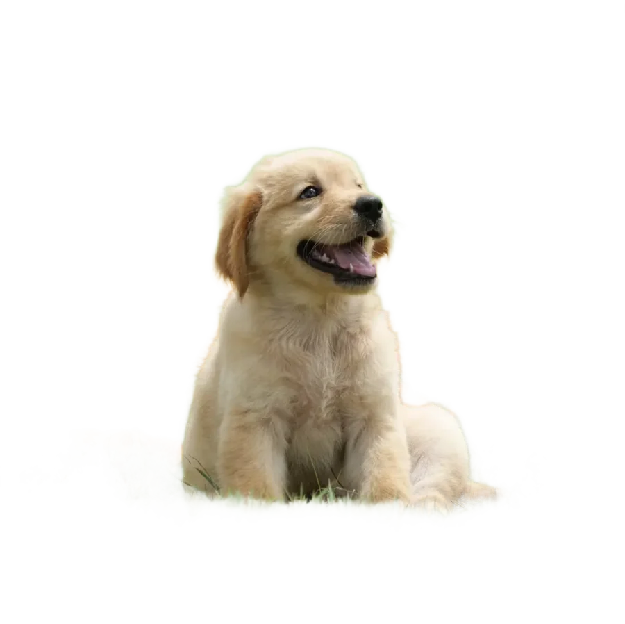 Golden retriever puppy cut out onto a transparent background, with every strand of fur preserved