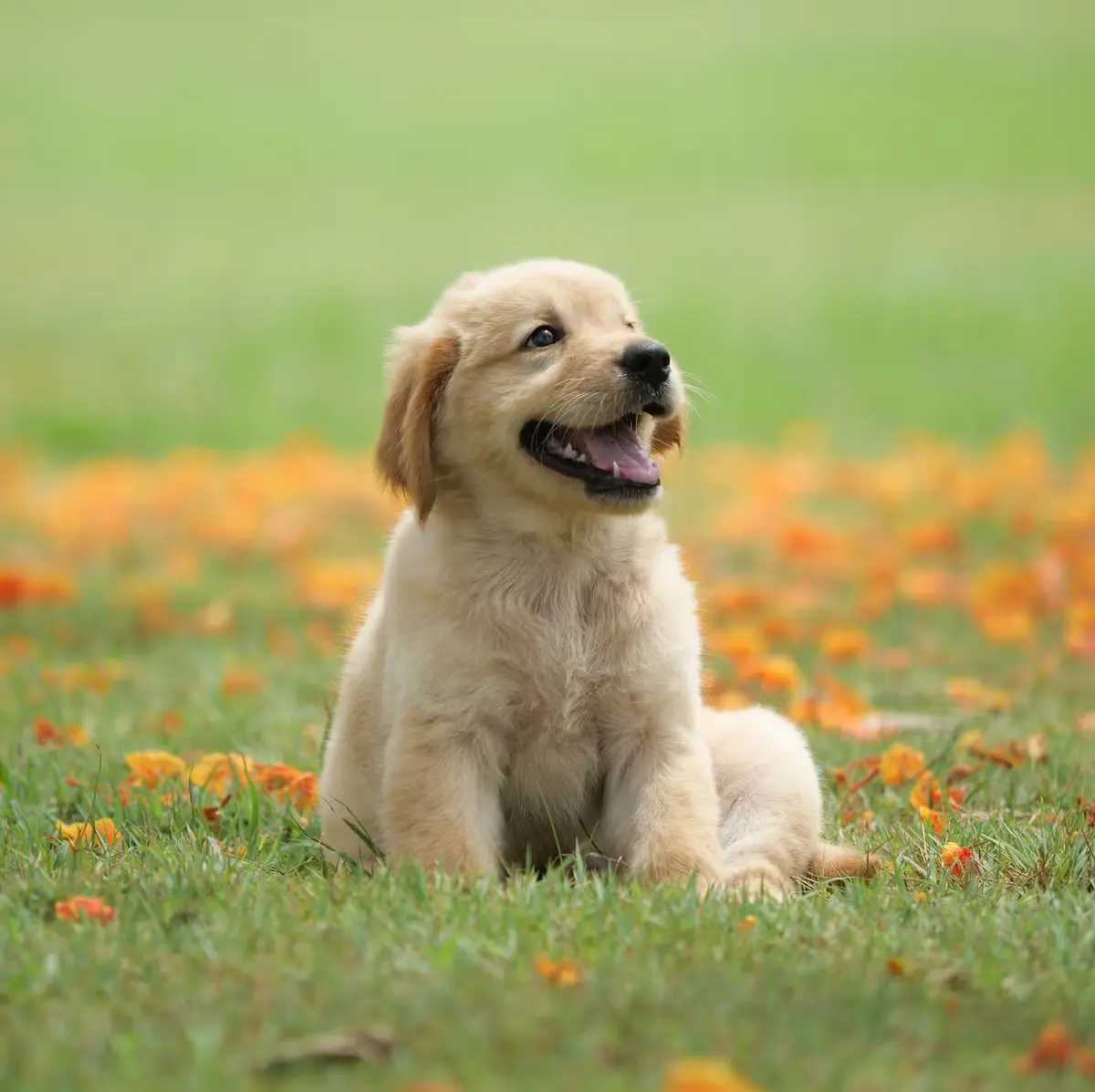 The same golden retriever puppy photo before background removal, still on the grass