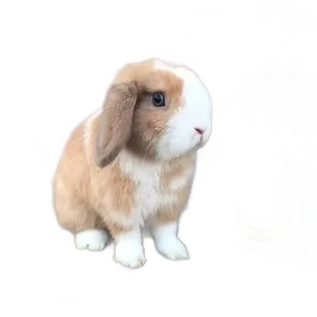 Lop-eared rabbit cut out onto a transparent background, with whiskers and ear fur preserved