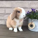 Rabbit photo before background removal — example cutout