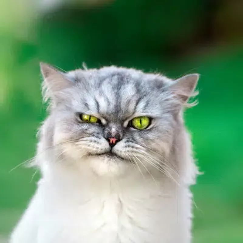 Grey Persian cat camera JPEG before background removal, with the original green garden blur behind it