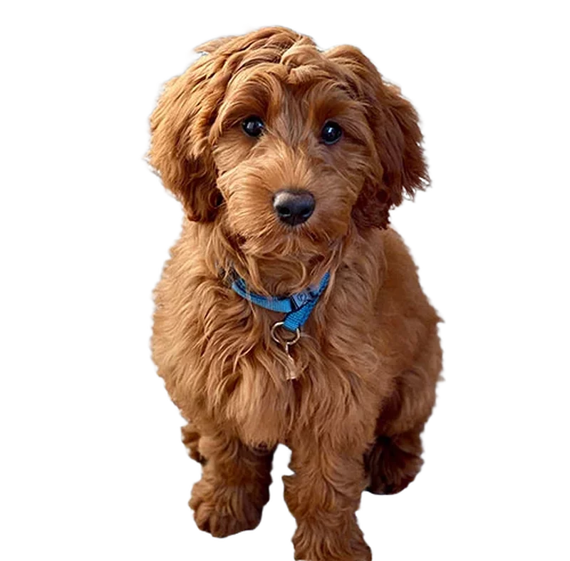 Goldendoodle puppy cut out of a JPG photo and exported as a transparent PNG
