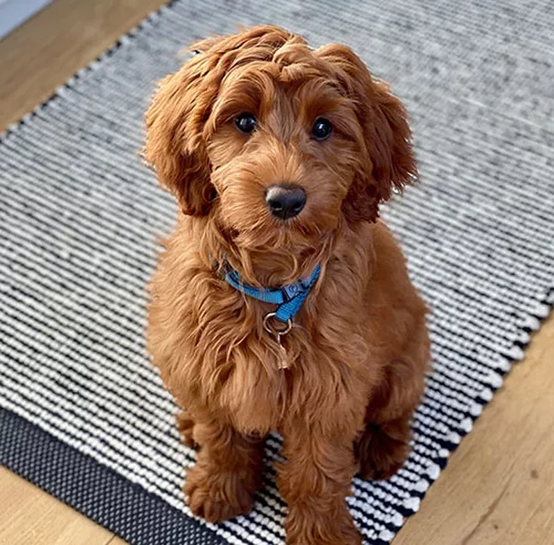 Goldendoodle puppy JPG before background removal, sitting on a rug