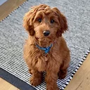 Goldendoodle puppy JPG before background removal — sample image for the JPG background remover