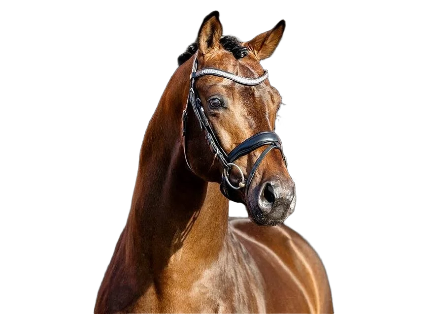 Horse portrait exported as a transparent PNG, with the stable interior removed
