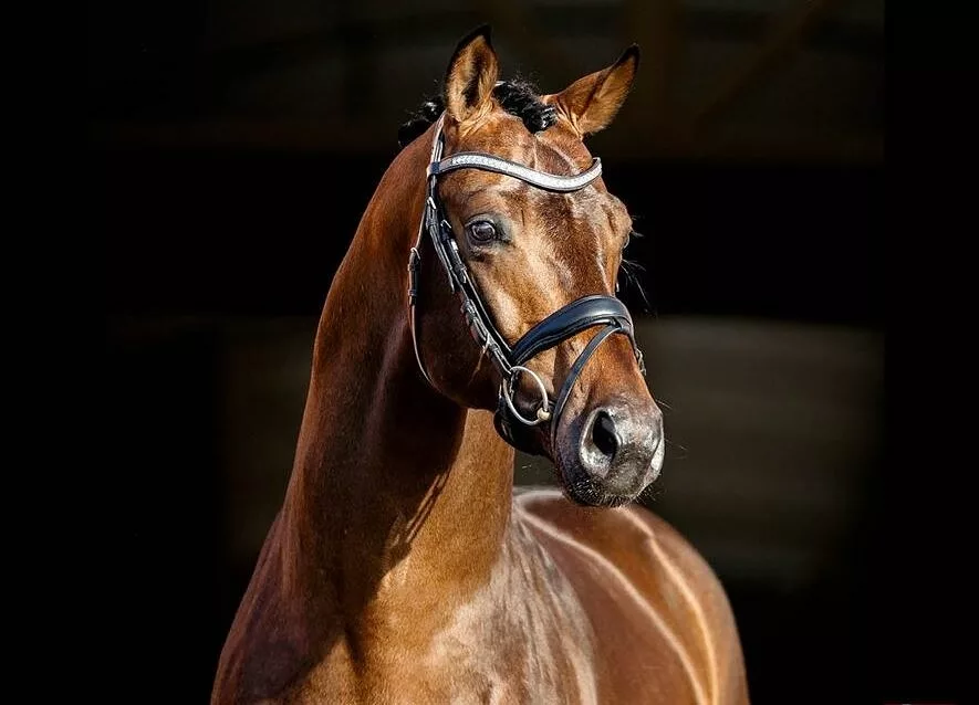 The same horse portrait as an opaque PNG, still showing the dark stable behind it