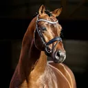 Horse portrait PNG before background removal — sample image for the PNG background remover